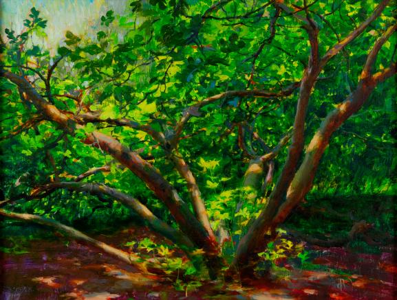 The Fig Tree