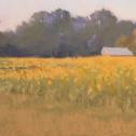 Jane McGraw-Teubner: ‟Sunflowers of Trappe” 