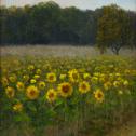Tarryl Gabel: ‟Field of Sunshine” 