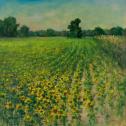 Mary Veiga: ‟Sunflower Fields Forever” 